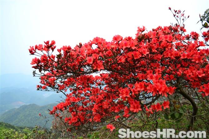 喜欢户外 爬山 露营 资深老驴